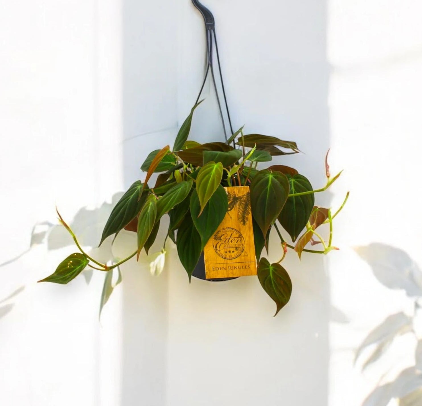 Philodendron 'Micans'