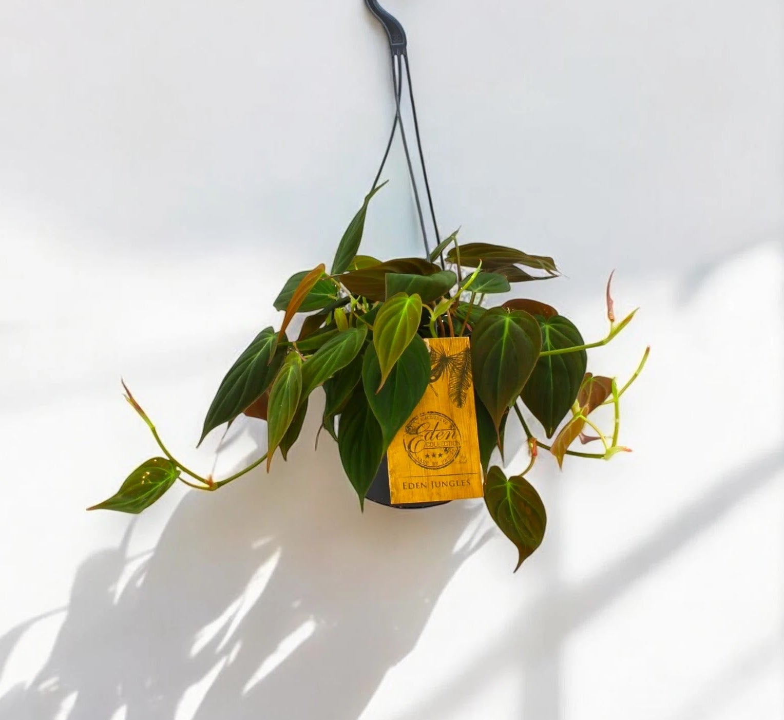 Philodendron 'Micans'