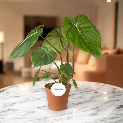 Philodendron 'Pastazanum' in sala
