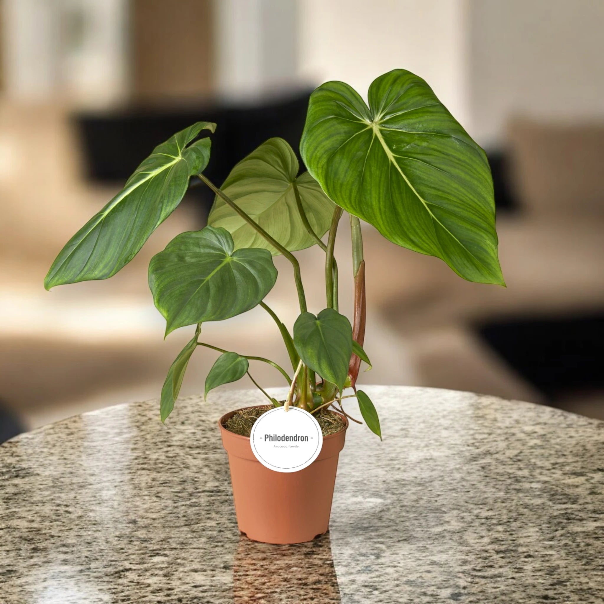 Philodendron 'Pastazanum' sul tavolo in sala