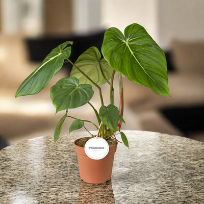 Philodendron 'Pastazanum' sul tavolo in sala