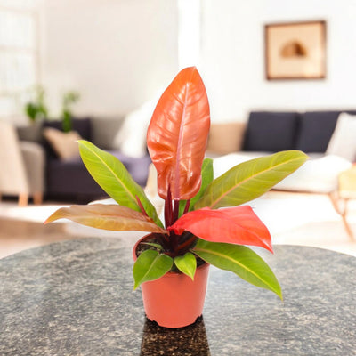 Philodendron 'Prince of orange'