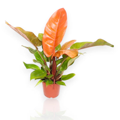 Philodendron 'Prince of orange'