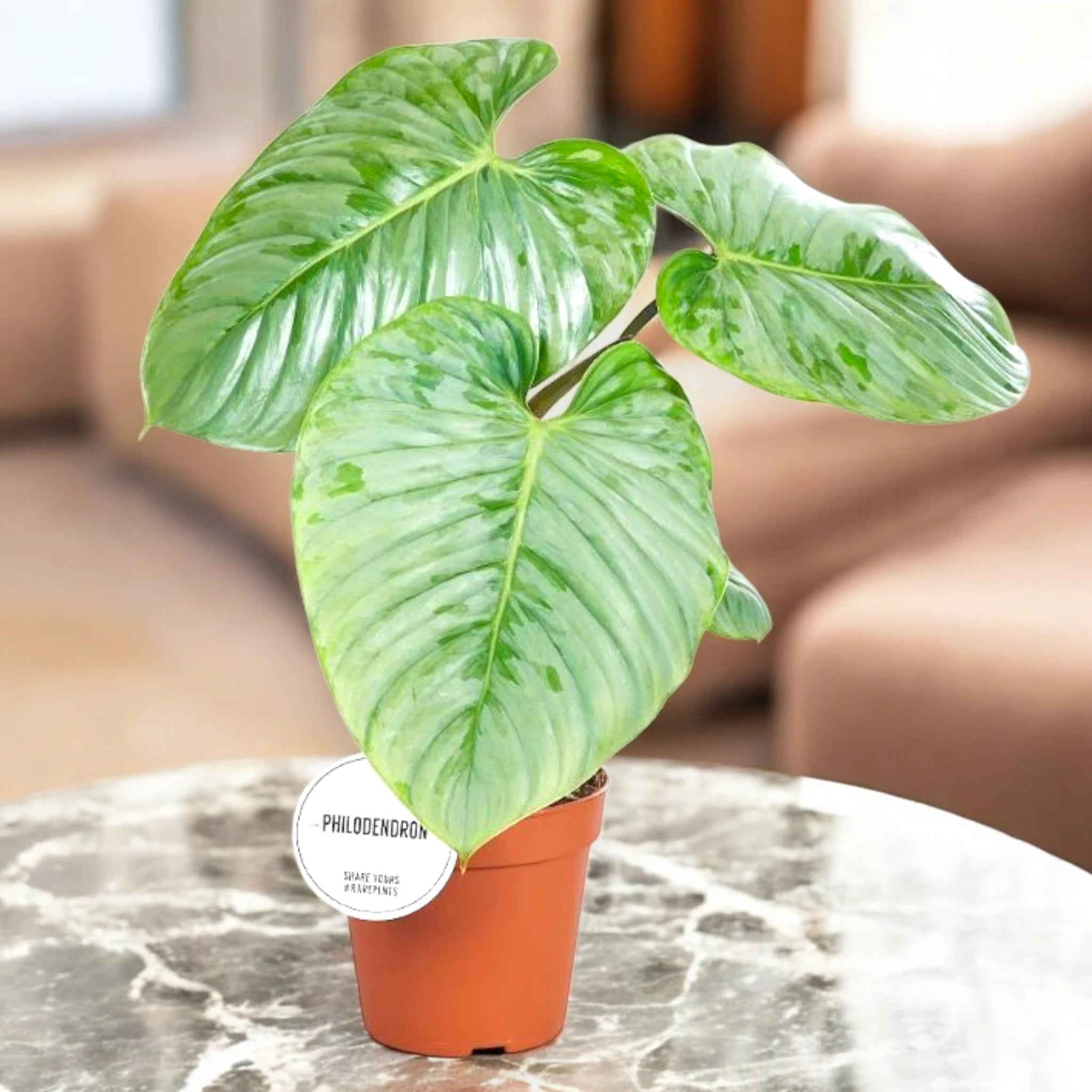 Philodendron Sodiroi con luce naturale