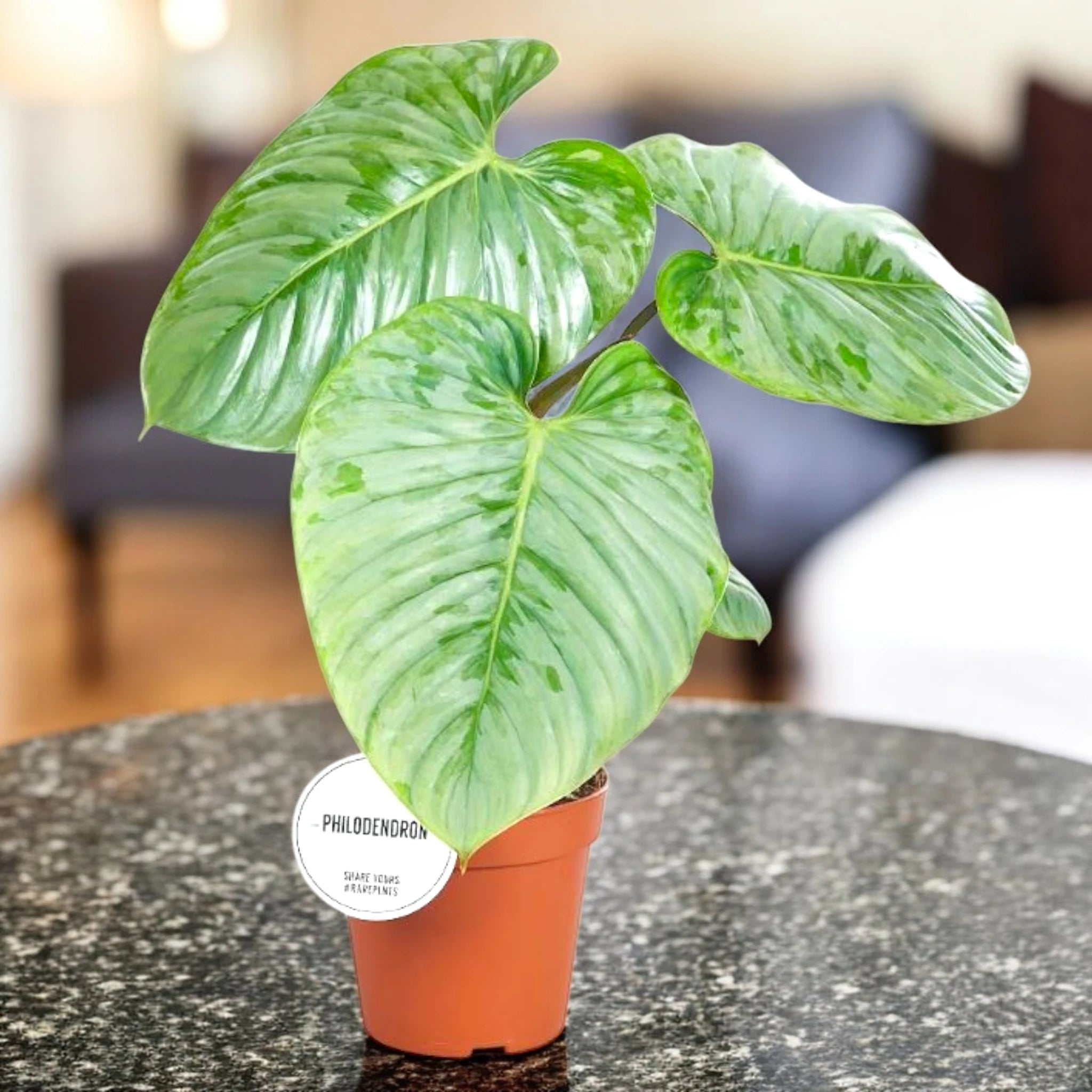 Philodendron Sodiroi in sala