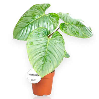 Philodendron Sodiroi - pianta, sfondo bianco