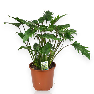 Philodendron 'Xanadu'
