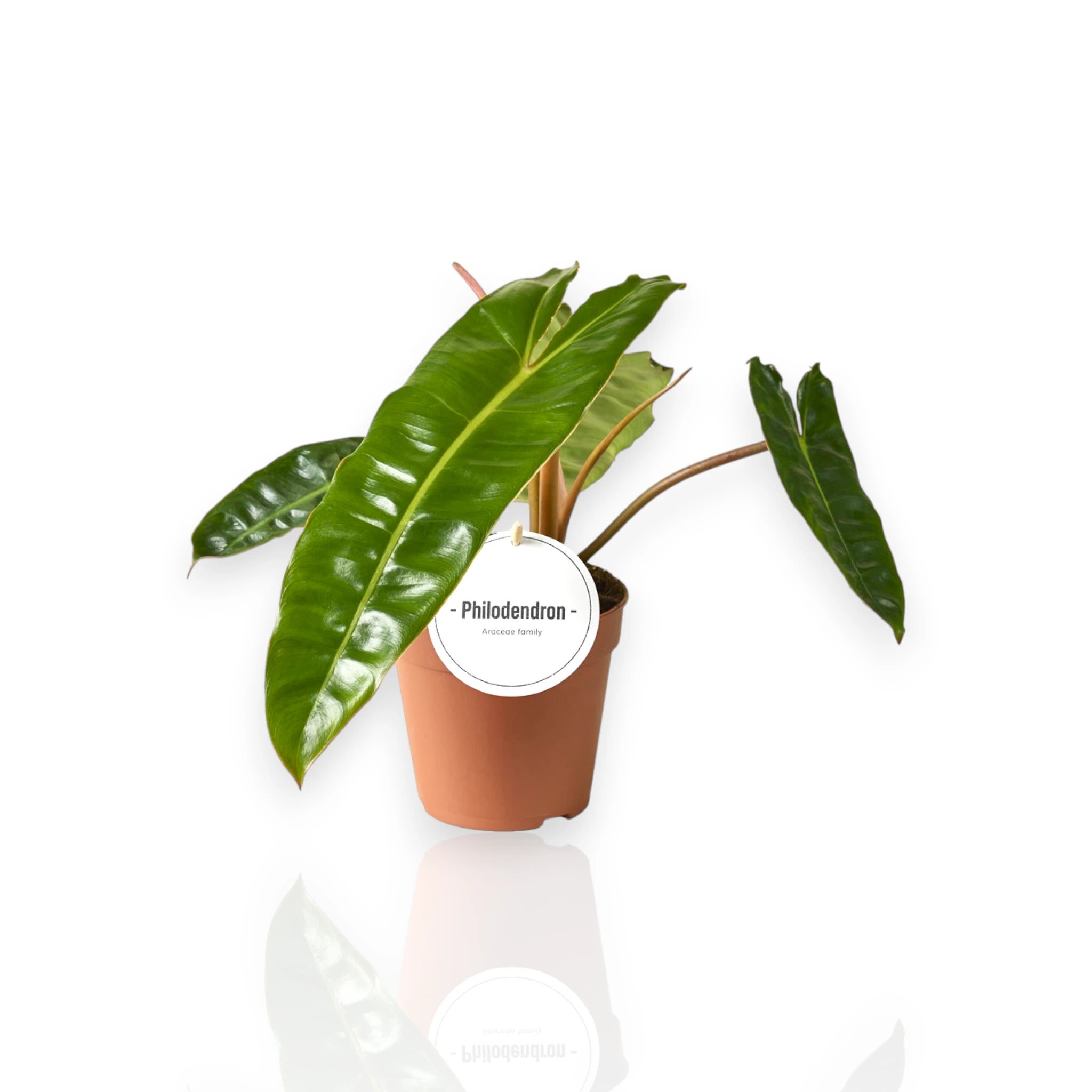 Philodendron billetiae - pianta