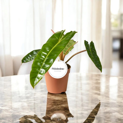 Philodendron billetiae - in vaso