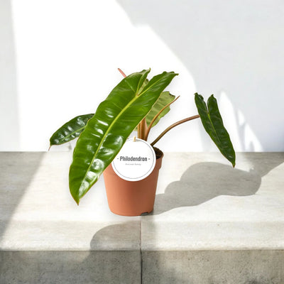 Philodendron billetiae ottima luce
