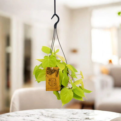 Philodendron micans 'Lime' in casa