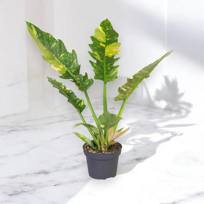 Philodendron ring of Fire