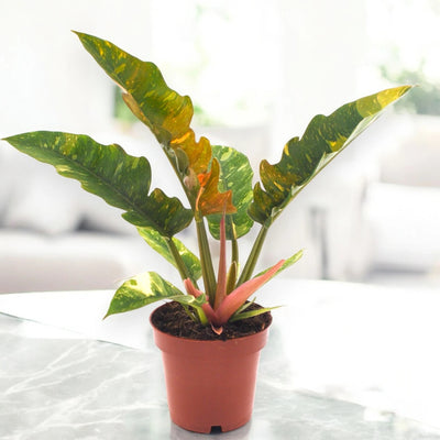 Philodendron Ring of Fire