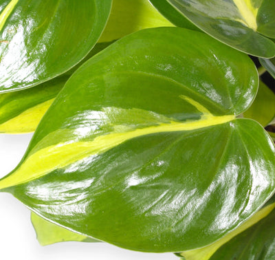 Philodendron scandens 'Brasil' dettaglio