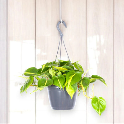 Philodendron scandens 'Brasil'