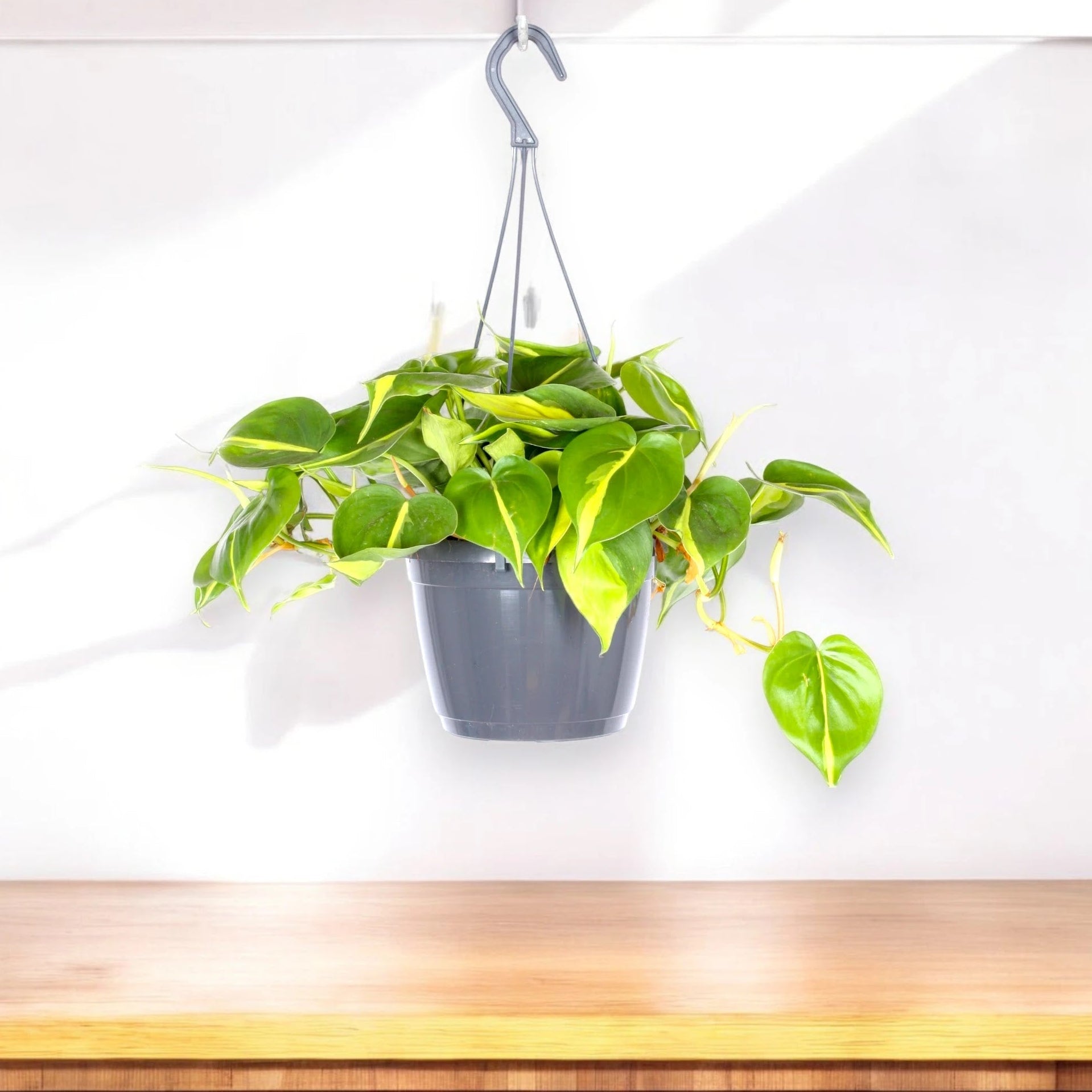 Philodendron scandens 'Brasil'