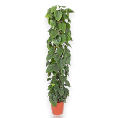 Philodendron scandens