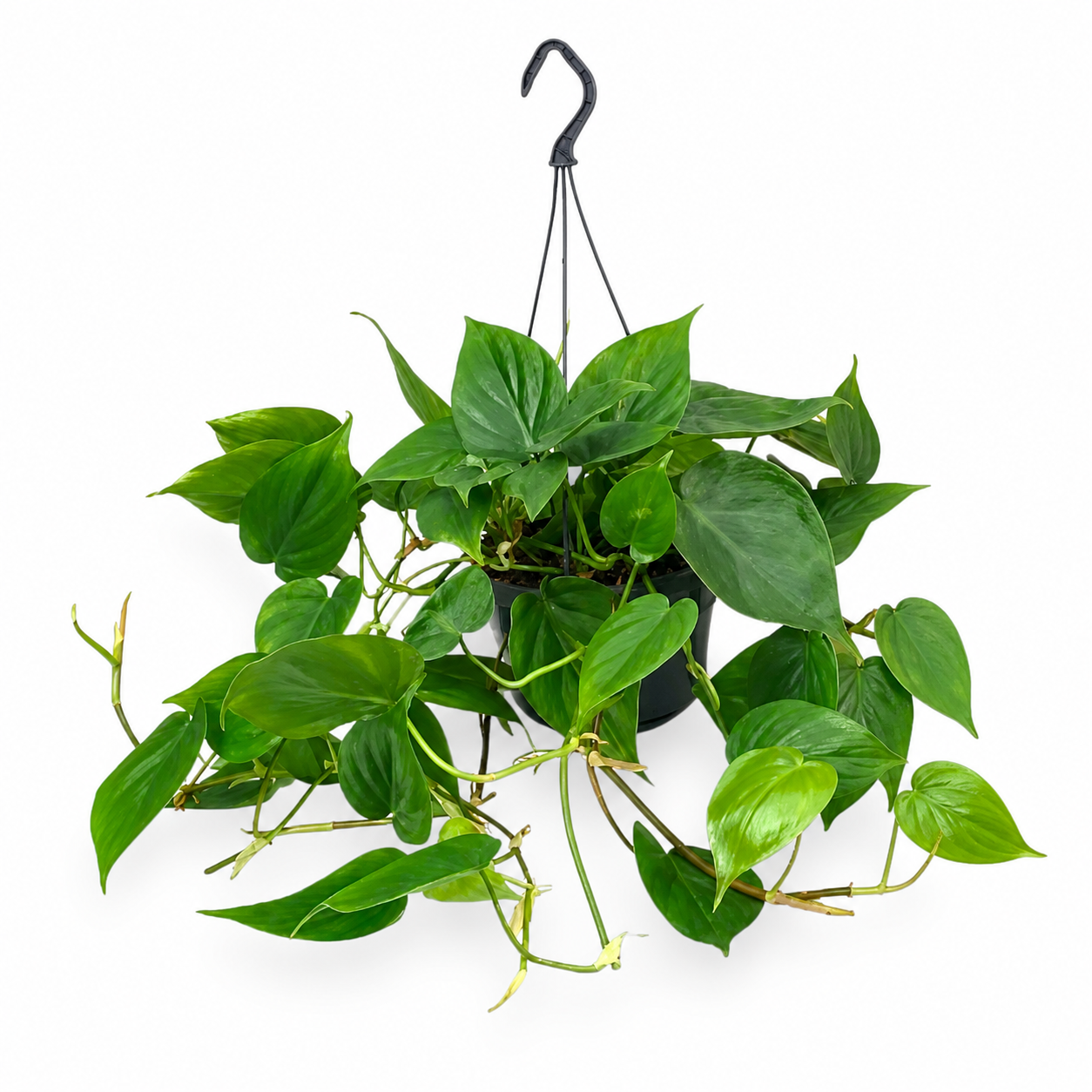 Philodendron scandens
