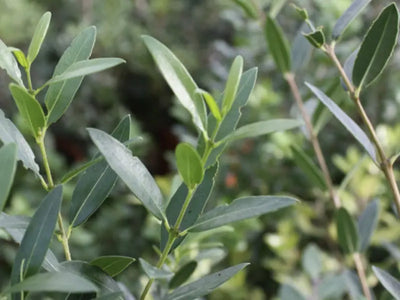 Phillyrea angustifolia - dettaglio fogliame
