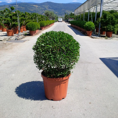 Phillyrea angustifolia - arbusto sempreverde in vaso