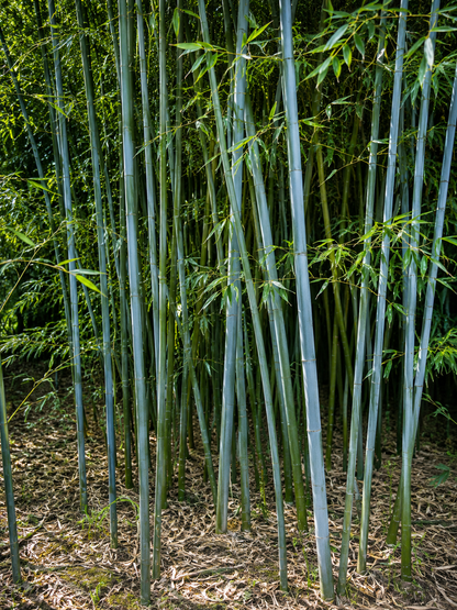 Boschetto di bambù blu Phyllostachys glaucescens con culmi azzurro-verdi e foglie leggere.