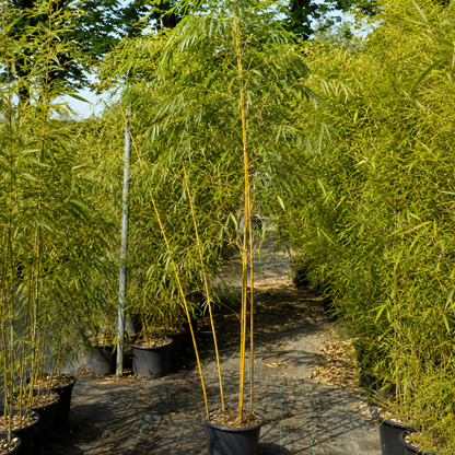Bambù gigante Phyllostachys vivax ‘Huangwenzhu’ in vaso all’interno di un vivaio.