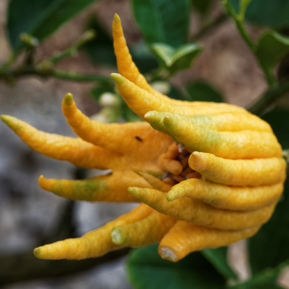 Dettaglio di agrume Mano di Buddha giallo