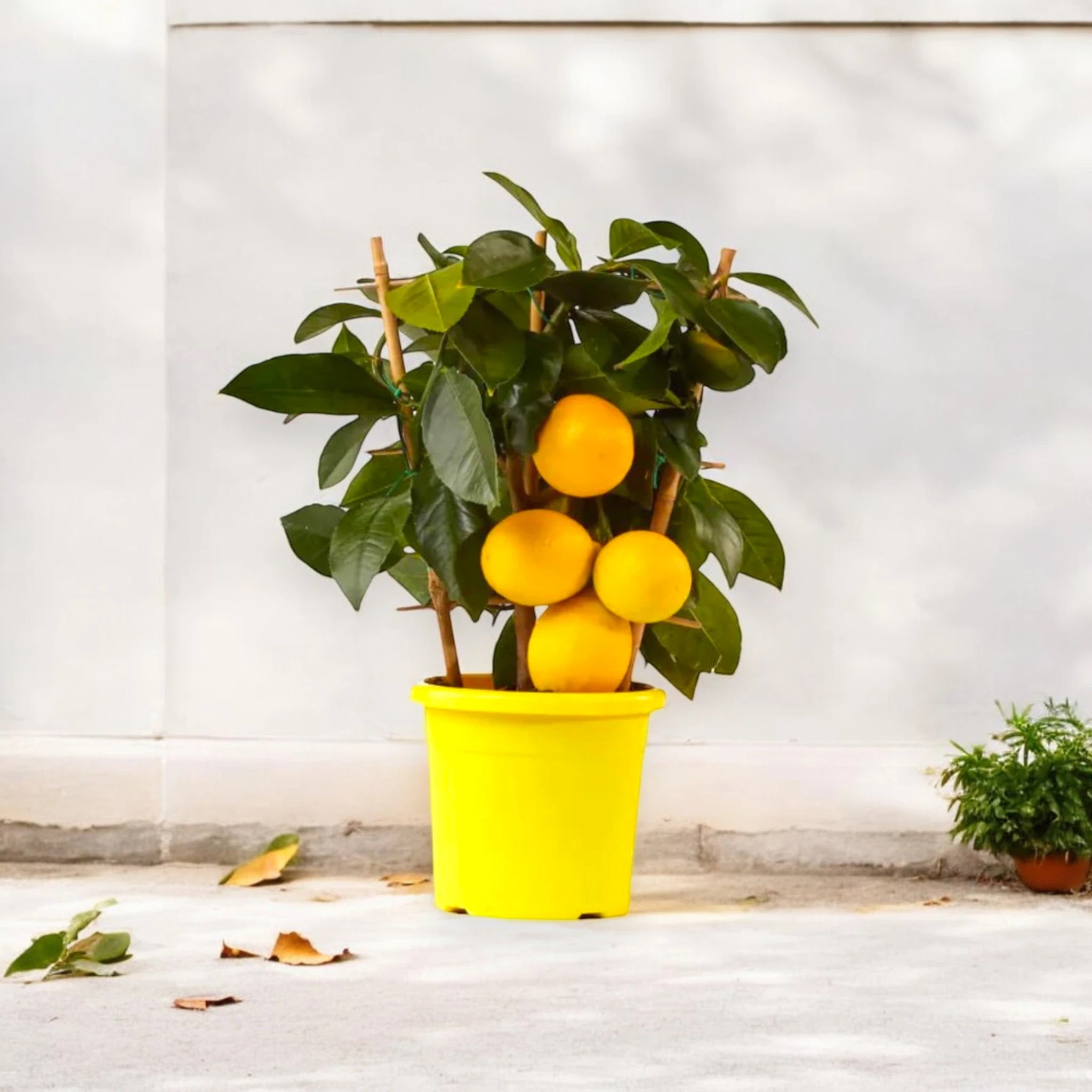Limoni Meyer maturi sull’albero con foglie verdi