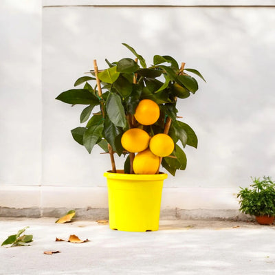Limoni Meyer maturi sull’albero con foglie verdi