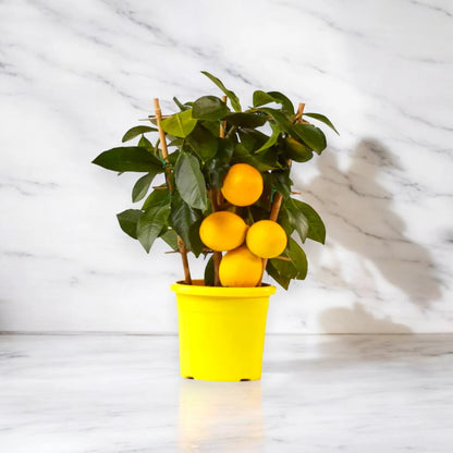 Limone Meyer in vaso compatto da terrazzo con frutti dorati maturi