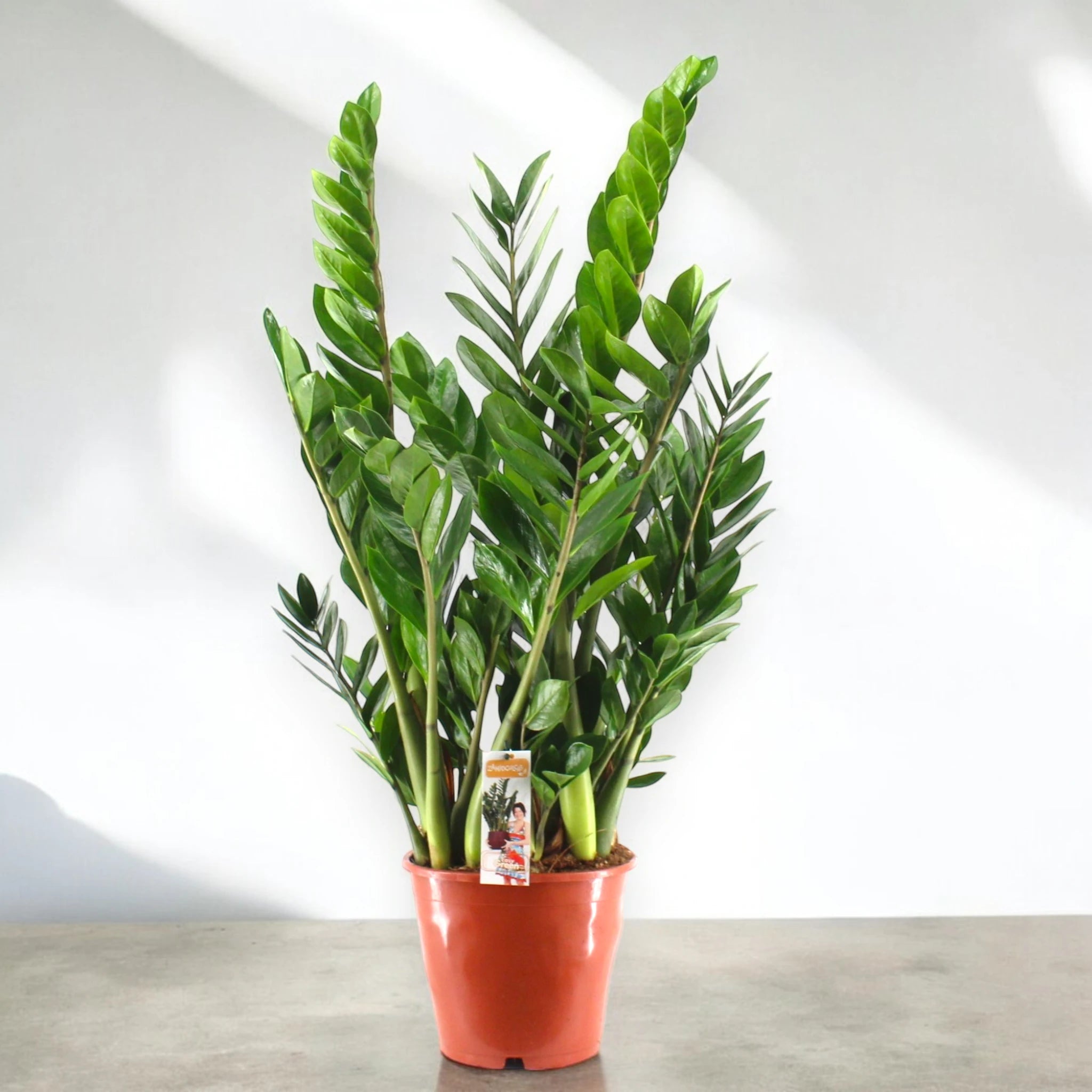 Zamioculcas zamiifolia in vaso decorativo