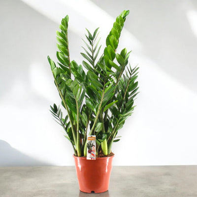 Zamioculcas zamiifolia in vaso decorativo