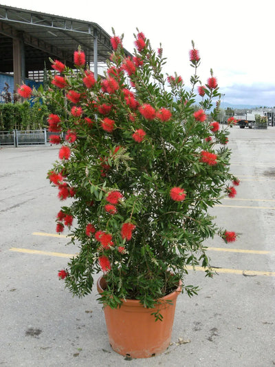 Pianta di Callistemon fiorita in vaso