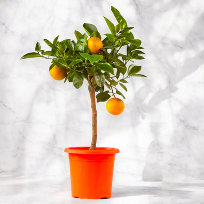 Pianta di Citrus sinensis con arance mature in vaso