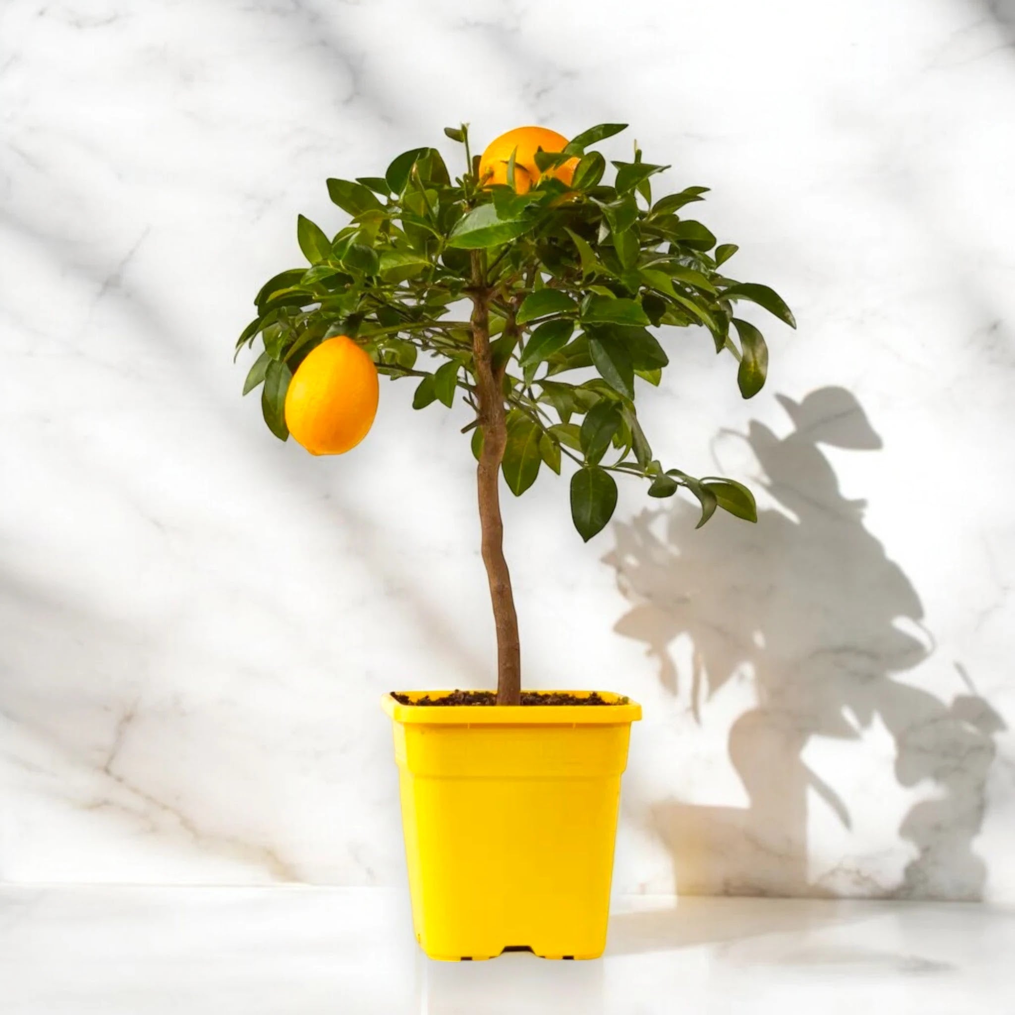 Agrume limone Meyer in grande vaso