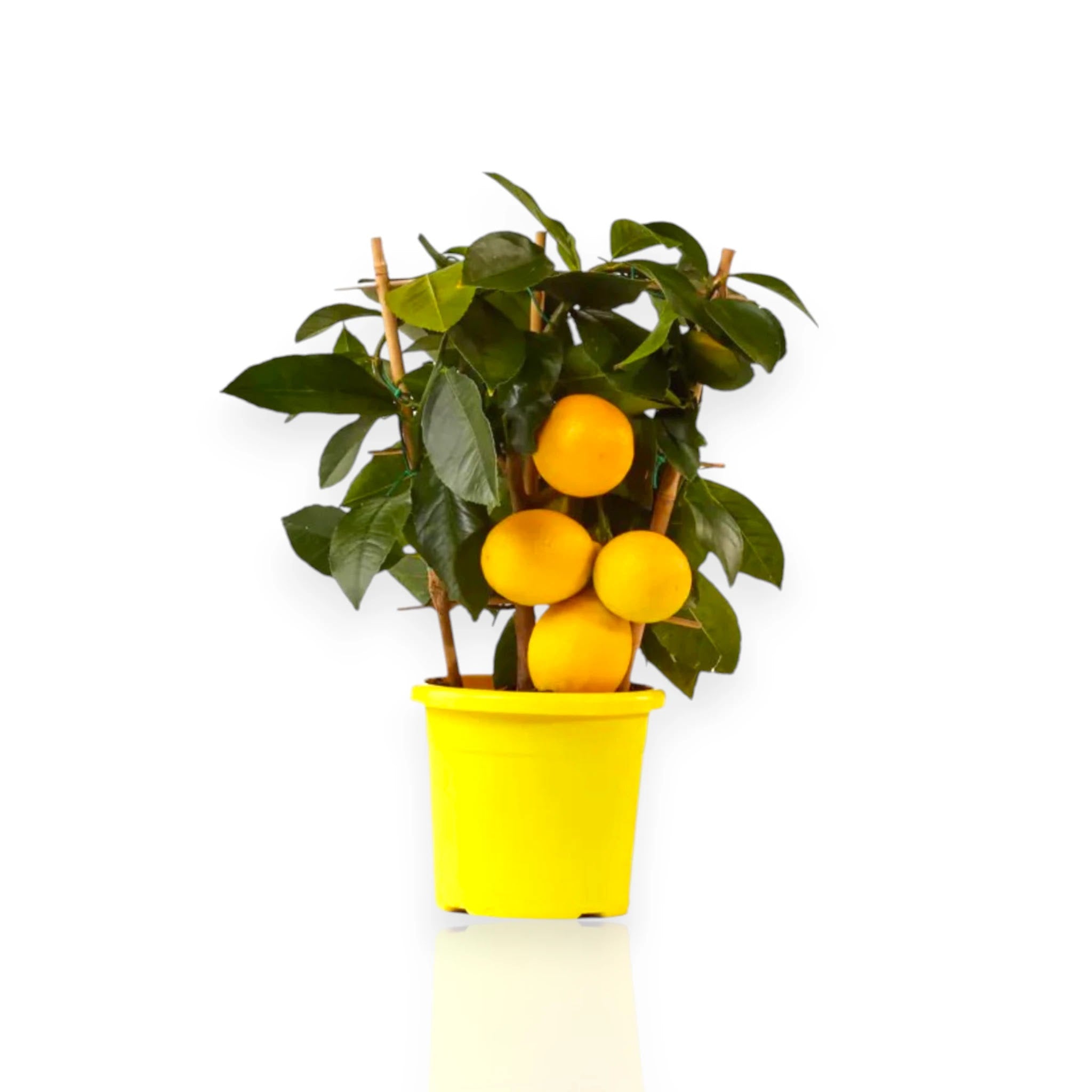 Pianta di Limone Meyer con frutti maturi coltivata in vaso