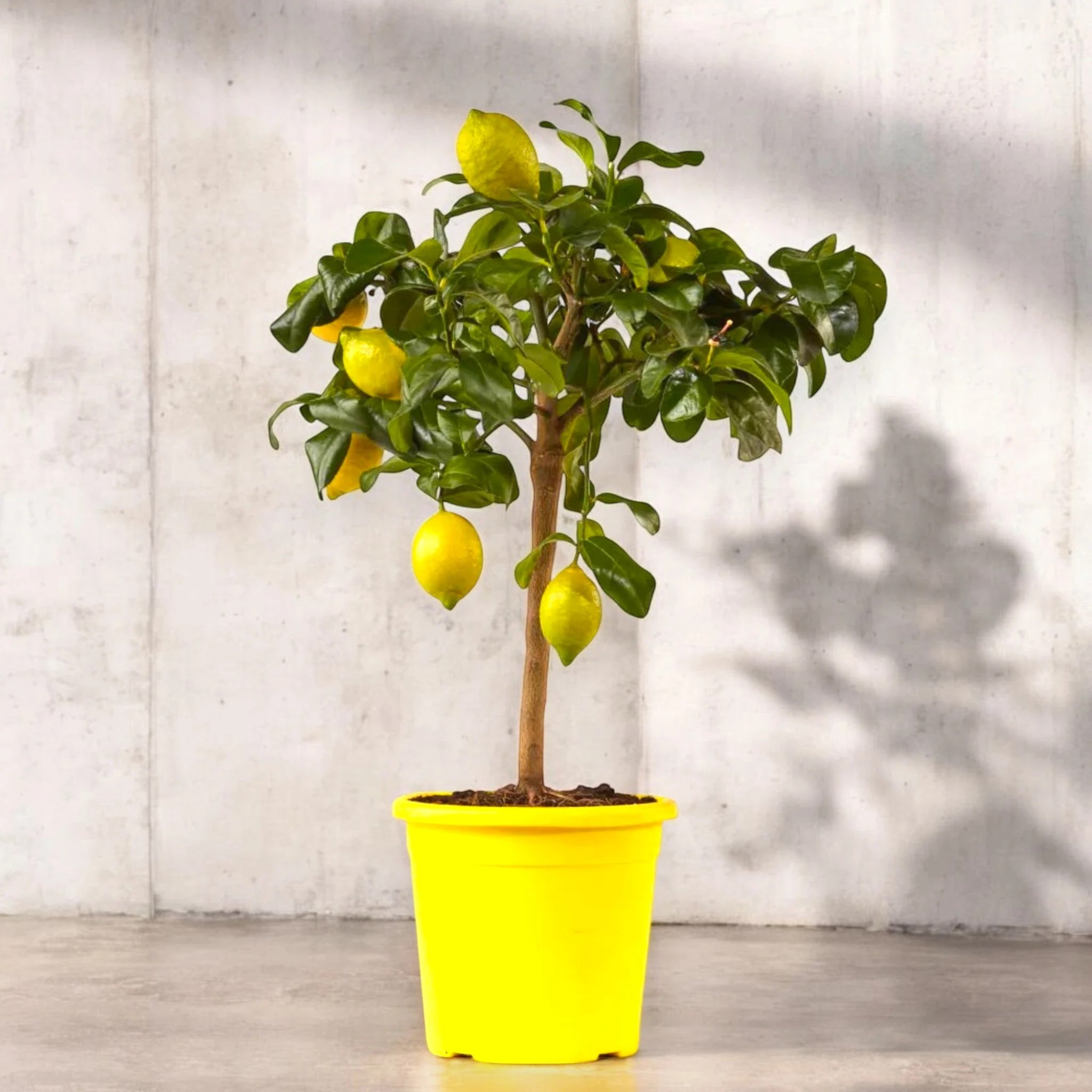 Limone Zagara Bianca in vaso con fiori candidi profumati e limoni maturi