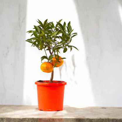 Pianta di mandarino in vaso