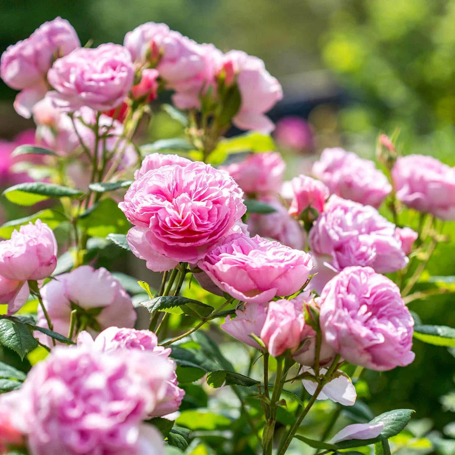 Pianta di rosa Ancient Mariner con abbondante fioritura rosa brillante