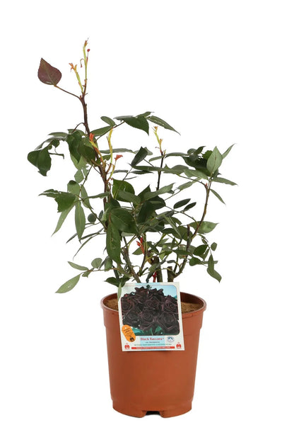Pianta di rosa Black Baccara in vaso