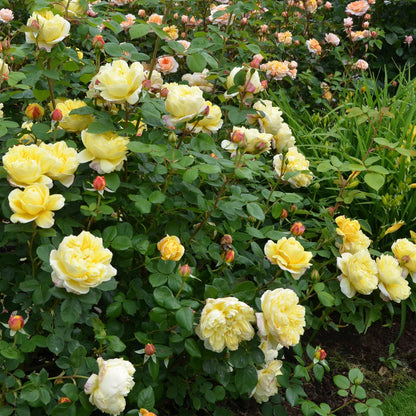 Pianta di rosa Charles Darwin con abbondante fioritura giallo intenso