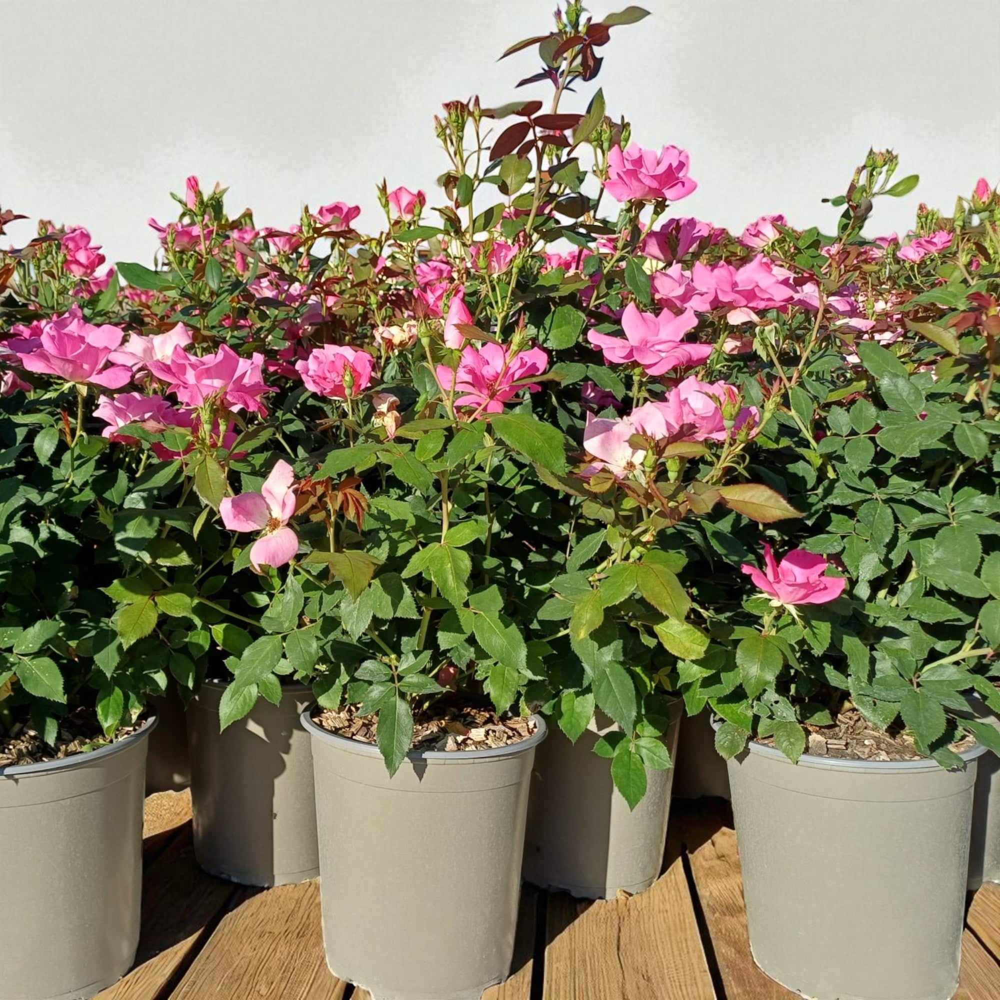 Pianta di rosa Double Pink Knock Out coltivata in vaso con fioritura continua e compatta