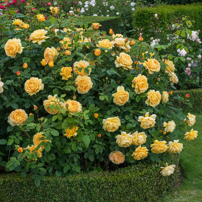 Pianta di rosa Golden Celebration con abbondante fioritura giallo oro