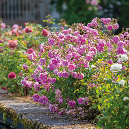 Pianta di rosa Harlow Carr con abbondante fioritura rosa