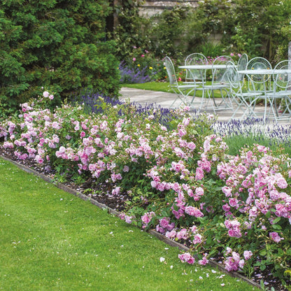 Pianta di rosa Harlow Carr con abbondante fioritura rosa