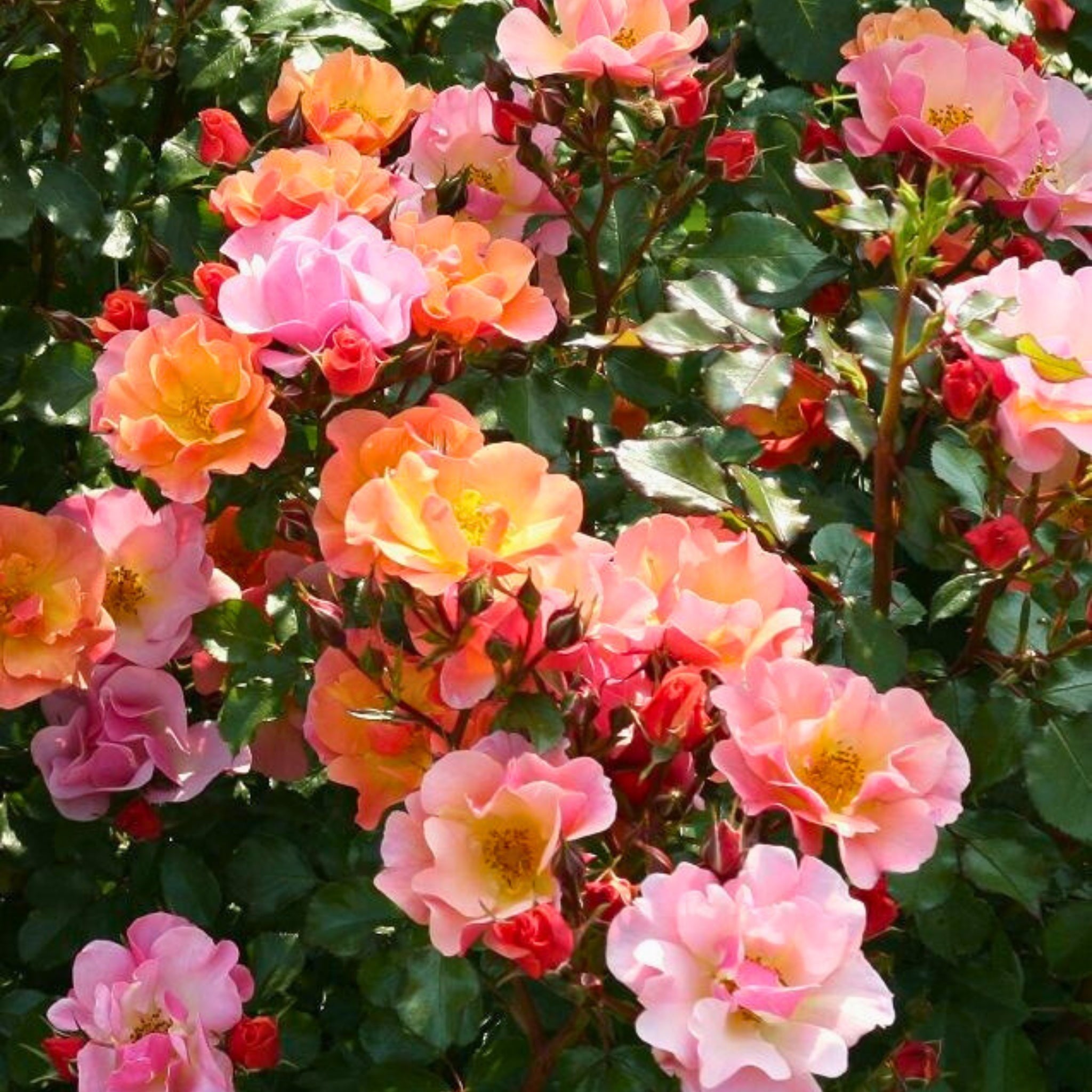 Pianta di rosa Jazz con abbondante fioritura dai toni caldi e foglie verdi ornamentali