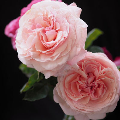 Dettaglio di fiori della rosa Jean de La Fontaine con petali rosa tenue sfumati albicocca