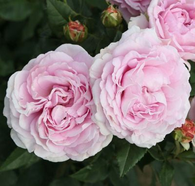 Dettaglio di fiori della rosa Königin Marie con petali rosa chiaro eleganti e vellutati