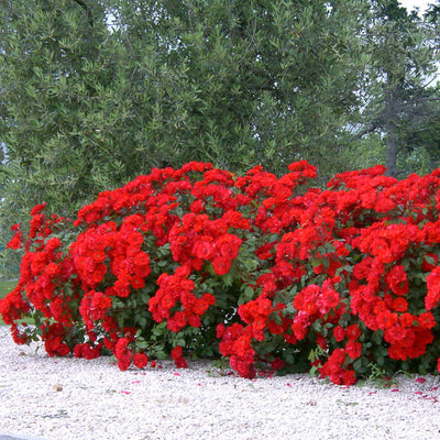 Pianta di rosa La Sevillana con abbondante fioritura rossa e foglie verdi ornamentali