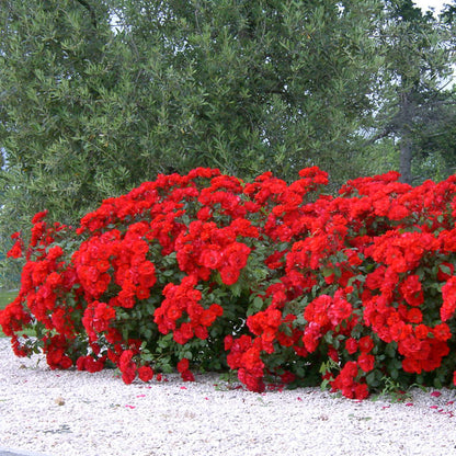 Pianta di rosa La Sevillana con abbondante fioritura rossa e foglie verdi ornamentali